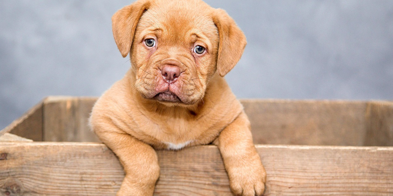 飼い主にとってペットは家族